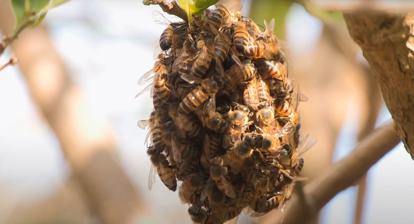 About Africanized Bees Pest Information