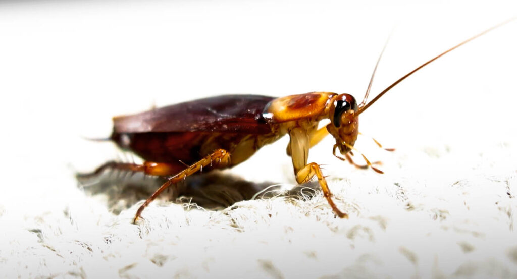 American cockroach body