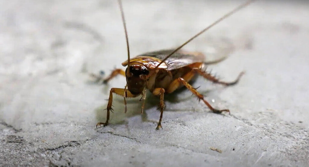 American cockroach on the ground
