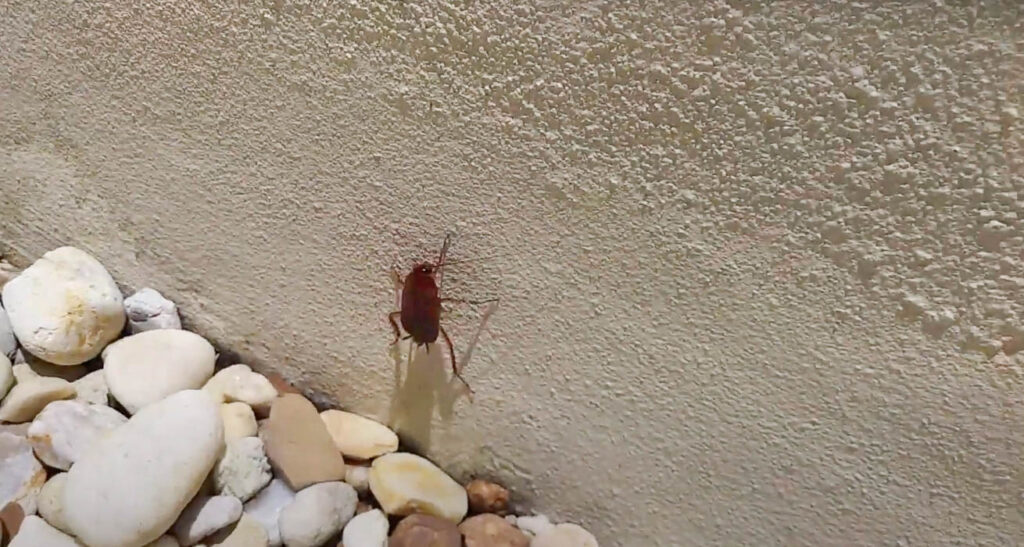 American cockroach on wall