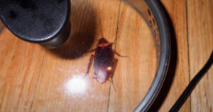 American cockroach under pot lid
