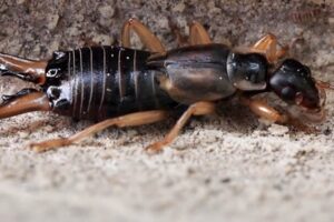 European earwig