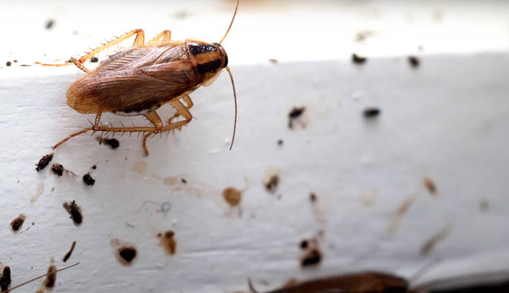 German cockroach on wall