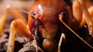 Jerusalem cricket face