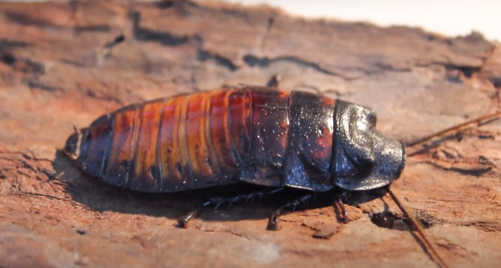 Madagascar hissing cockroach on bark