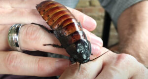 Madagascar hissing cockroach on hand