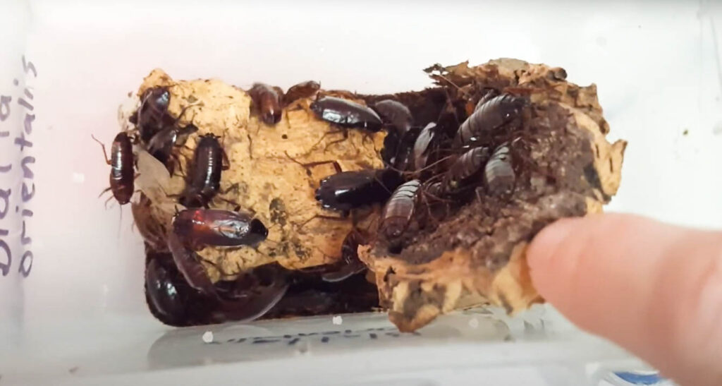 Oriental cockroaches