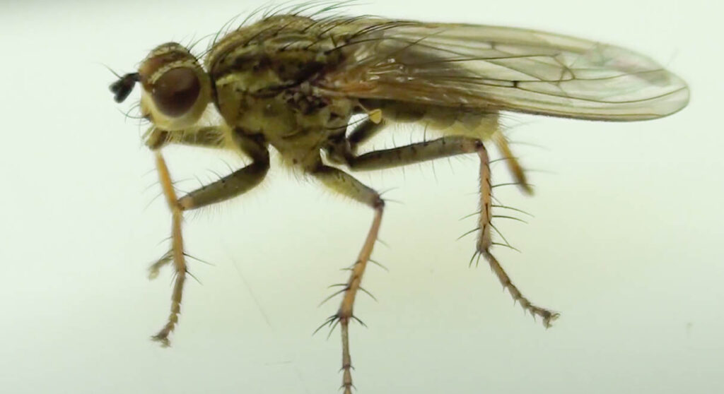 Sphaerocerid fly