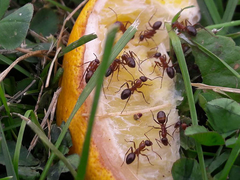 ants on lemon