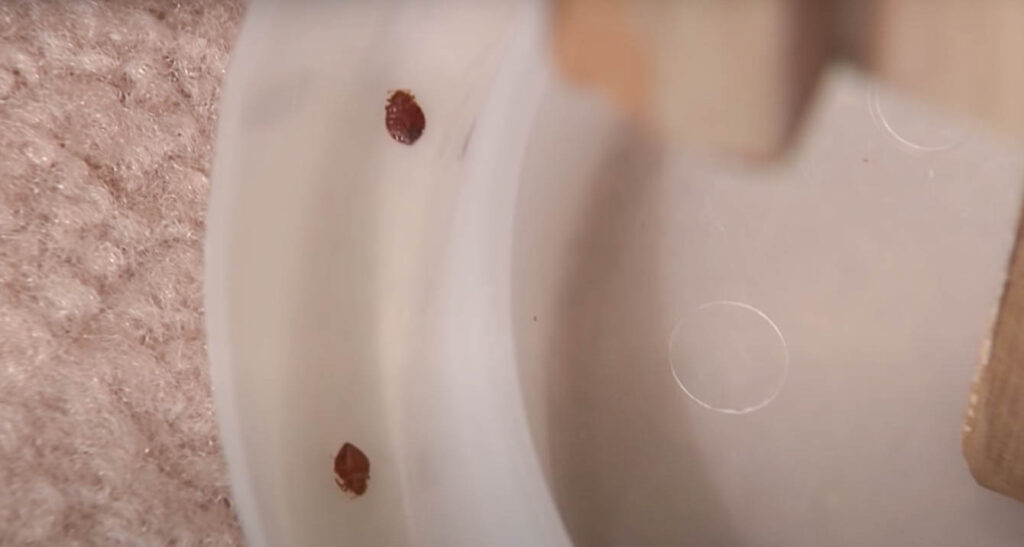 bed bugs in trap
