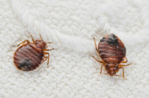 bed bugs on carpet