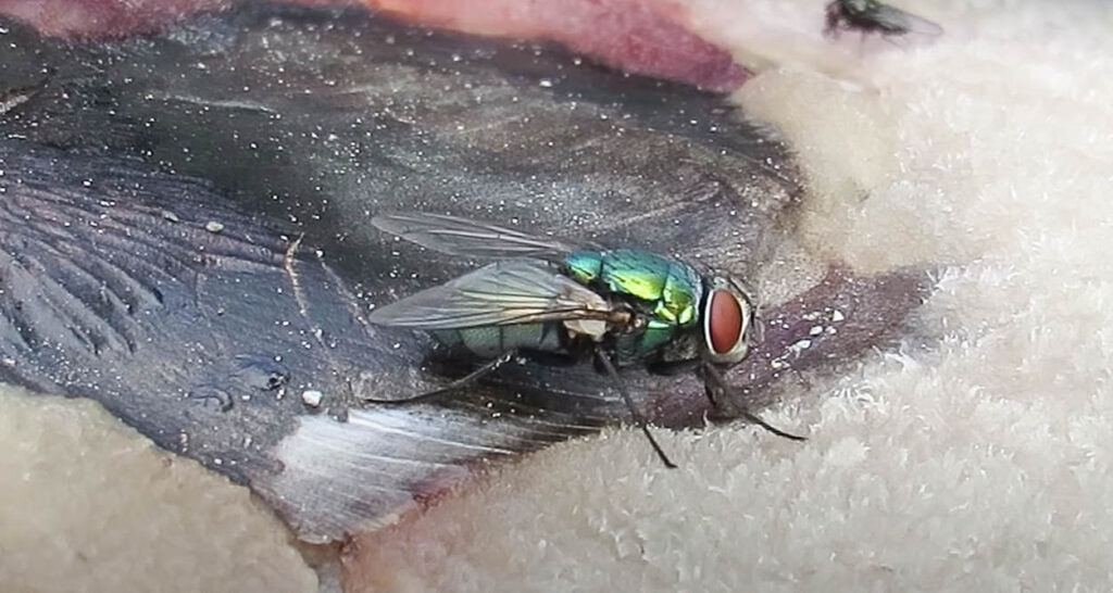 blowfly feeding