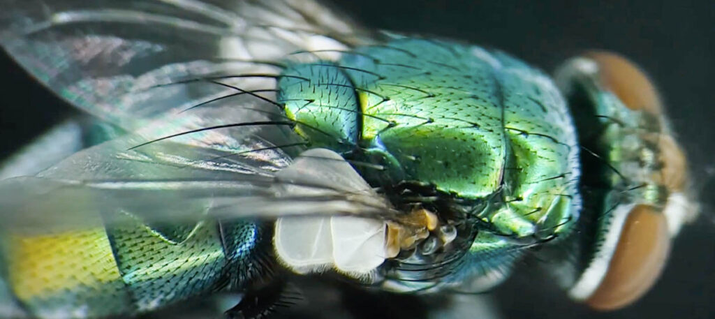 bottle fly closeup