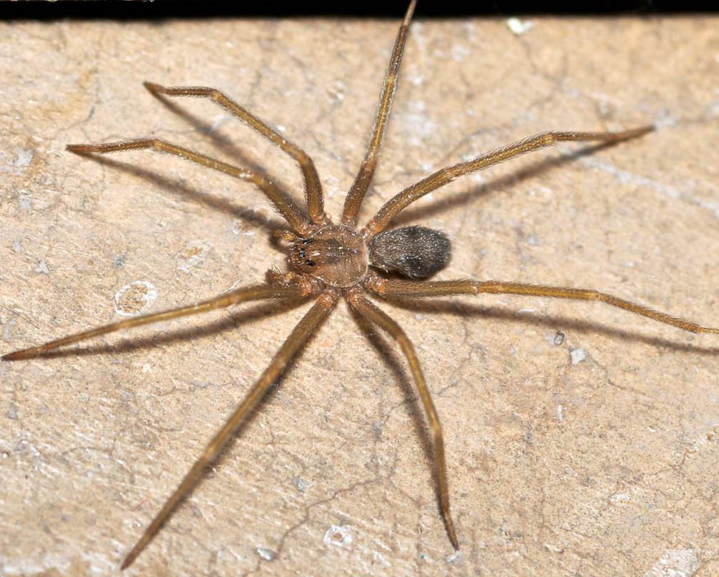 About Brown Recluse Spiders Pest Information