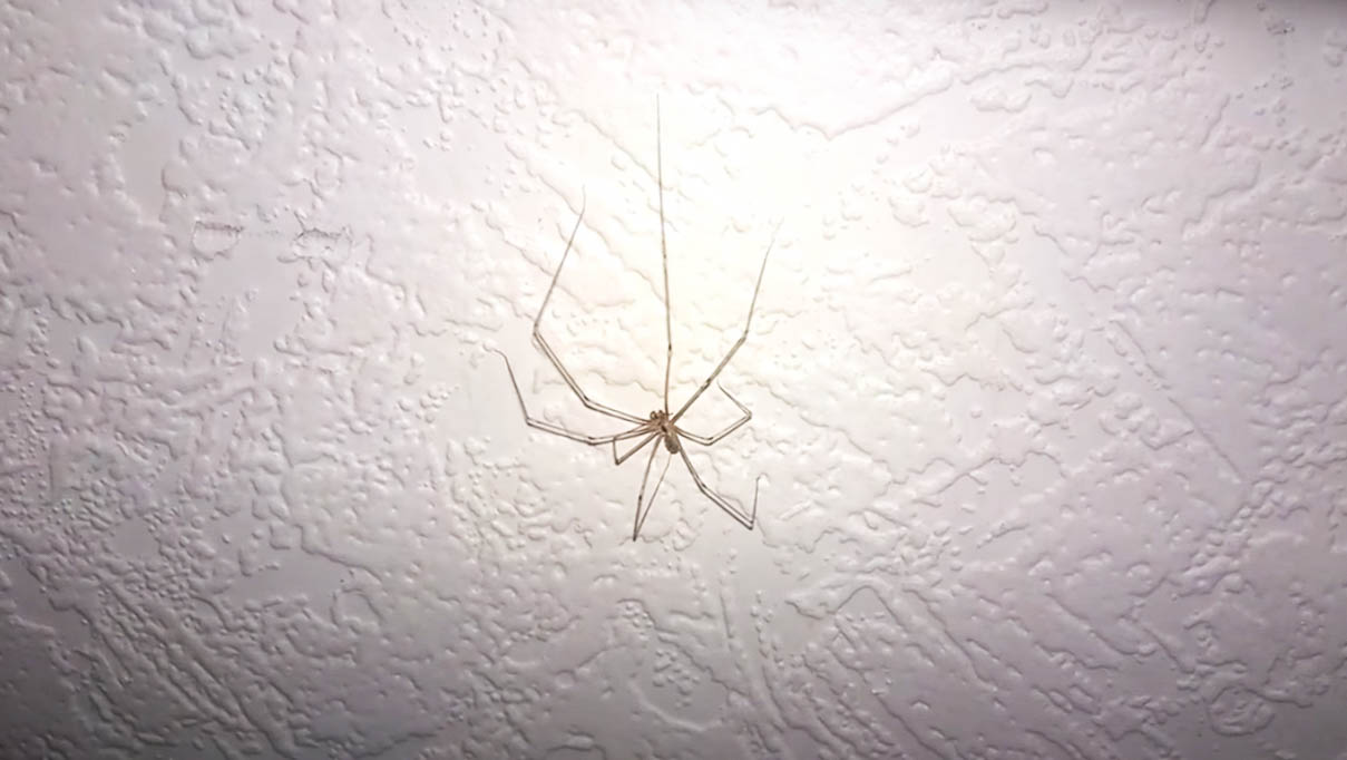 About Cellar Spiders – Pest Information
