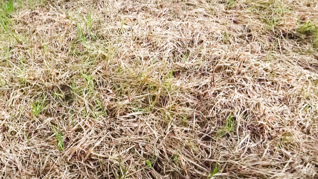chinch bug lawn damage (1)
