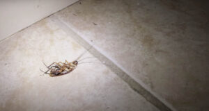 cockroach dead on ground