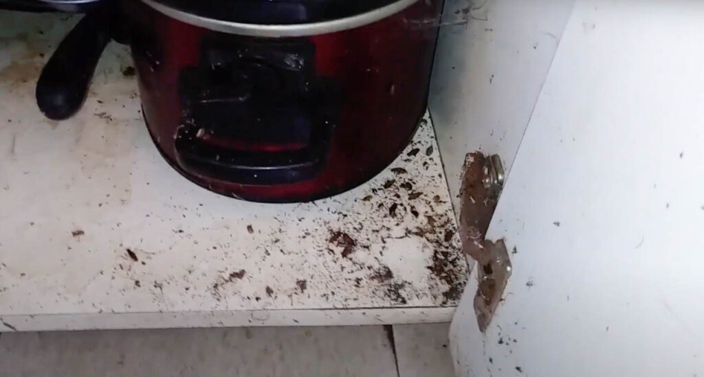 cockroach droppings under counter