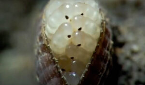 cockroach egg hatching