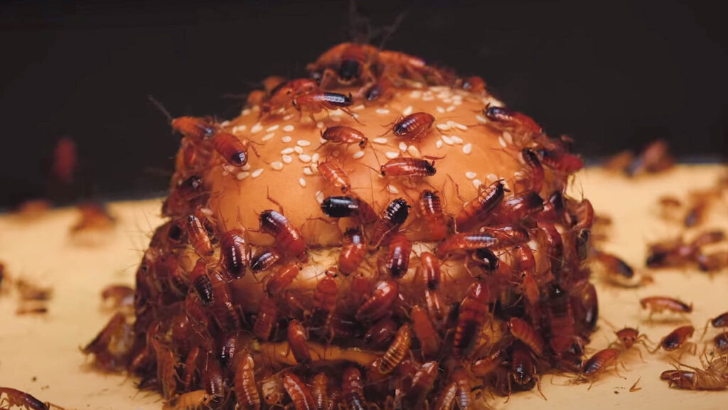cockroaches on hamburger