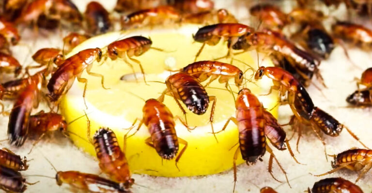 cockroaches on lemon