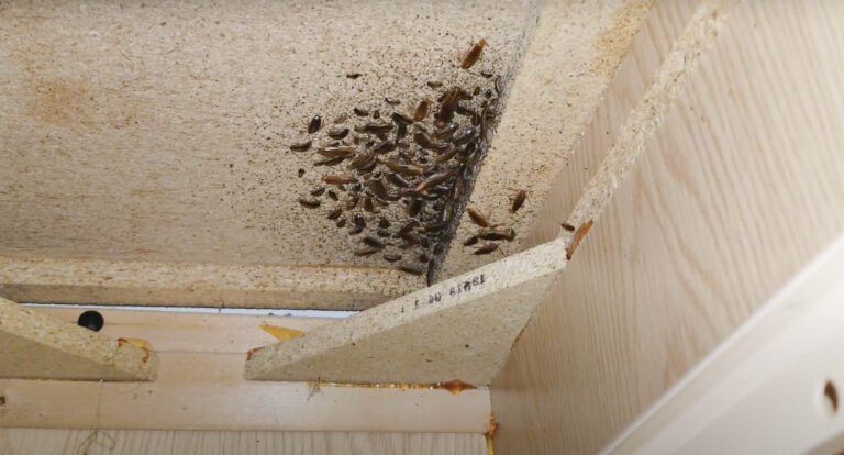 cockroaches under counter
