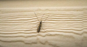 crane fly on wall