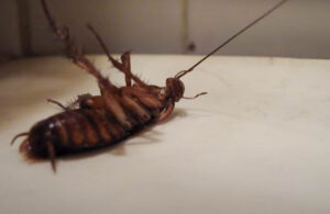 dead American cockroach