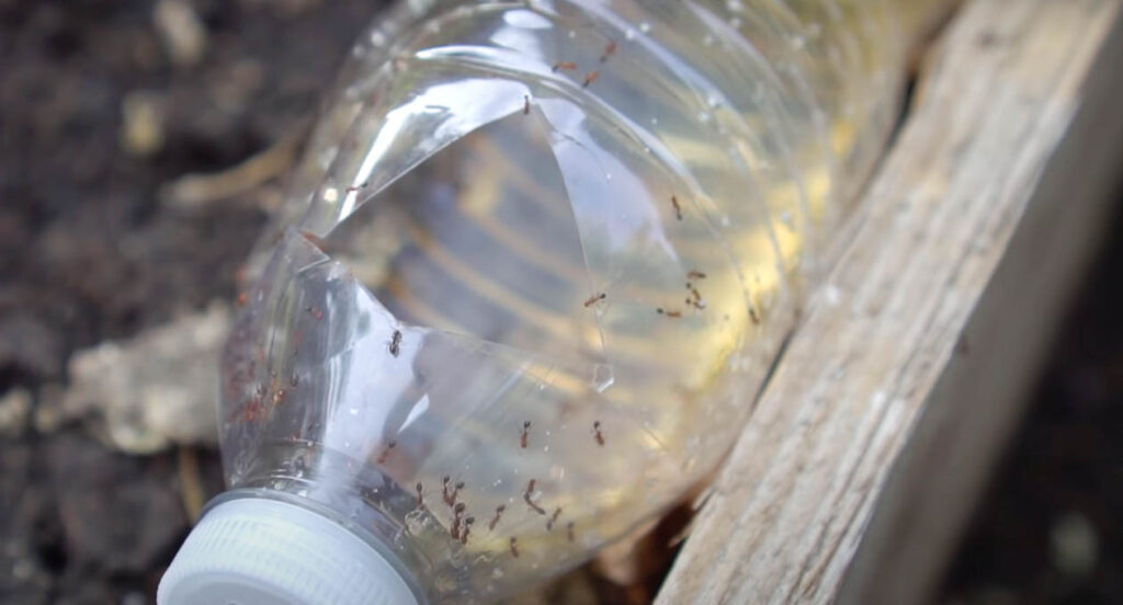 dead ants in borax bottle