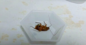 dead cockroach in bowl