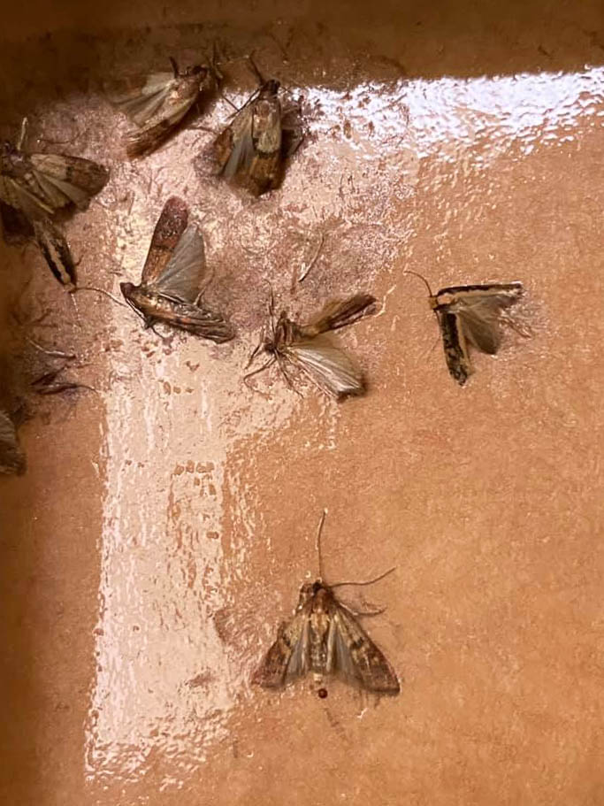 dead moths