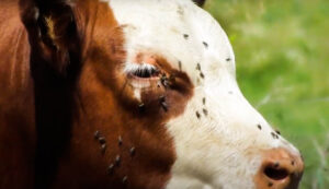 face flies on cow