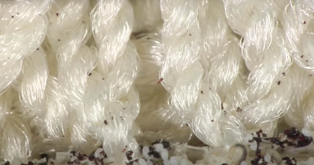 flea eggs and larva in carpet