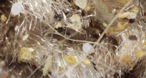 flea eggs on carpet