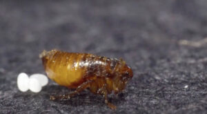flea laying eggs