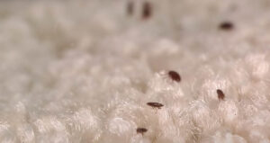 fleas on carpet