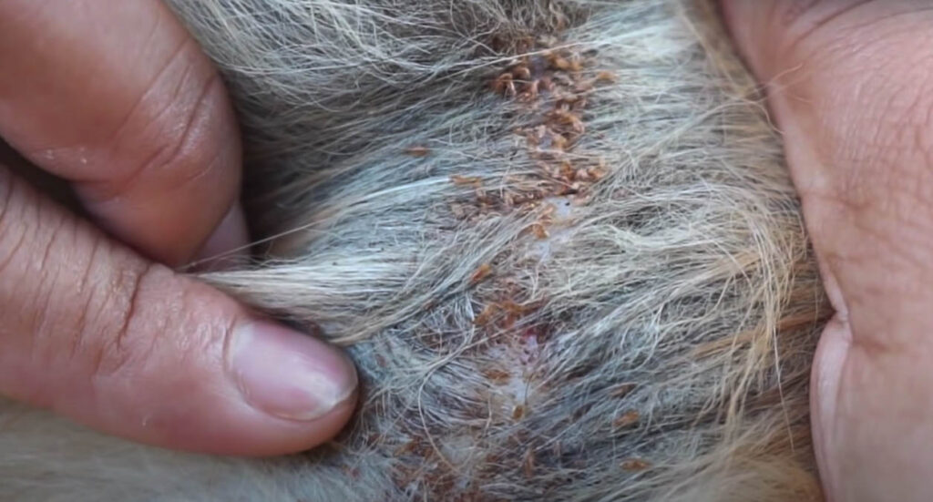 fleas on dog fur
