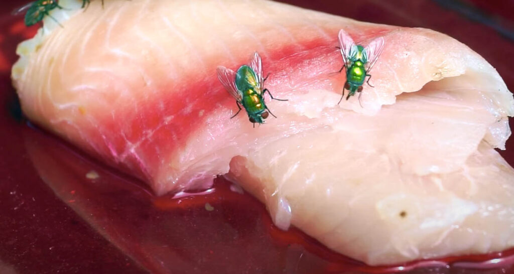 flies on raw fish