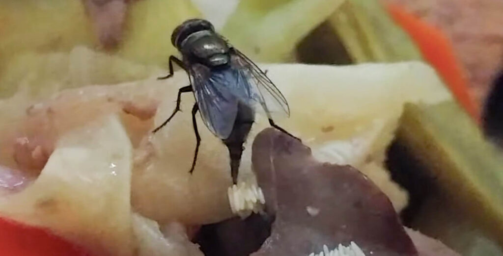 fly laying eggs on food