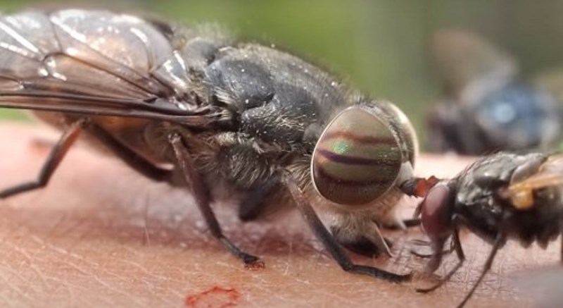 horsefly biting