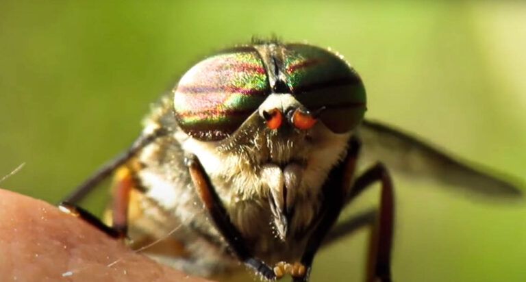 horsefly closeup