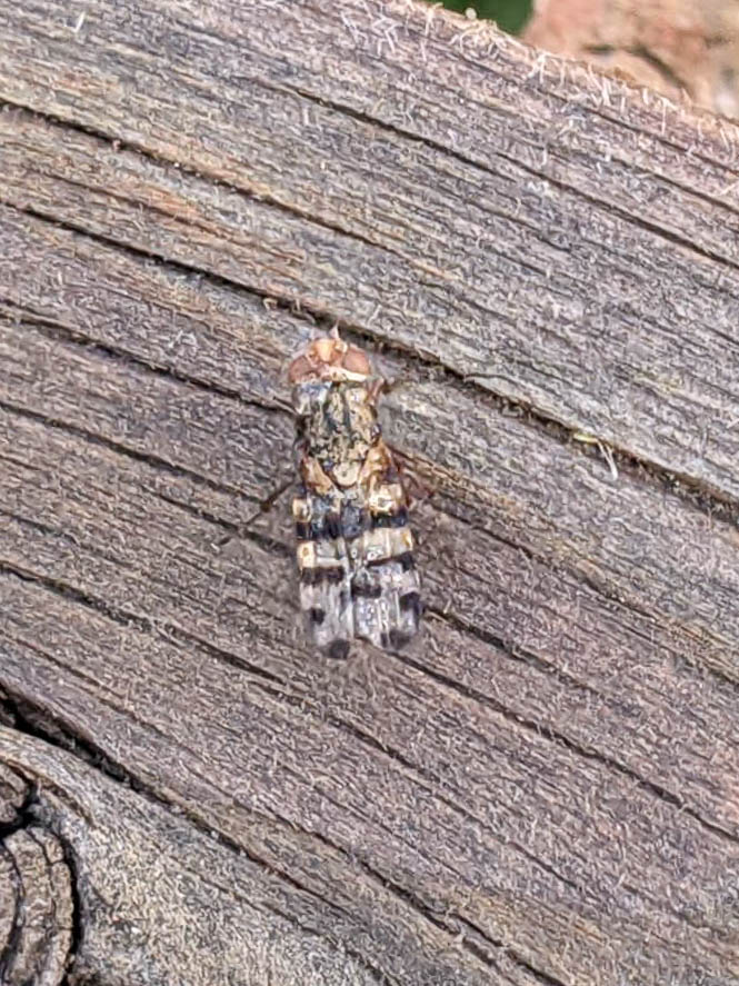 house fly on wood