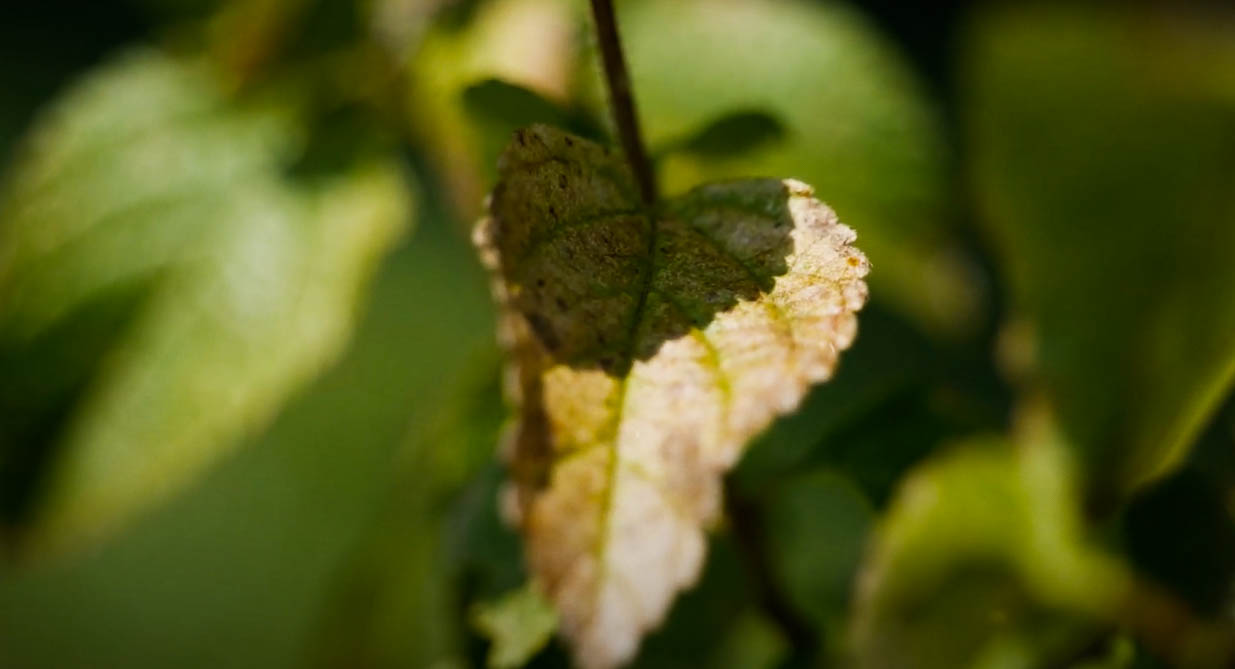 About Lace Bugs – Pest Information