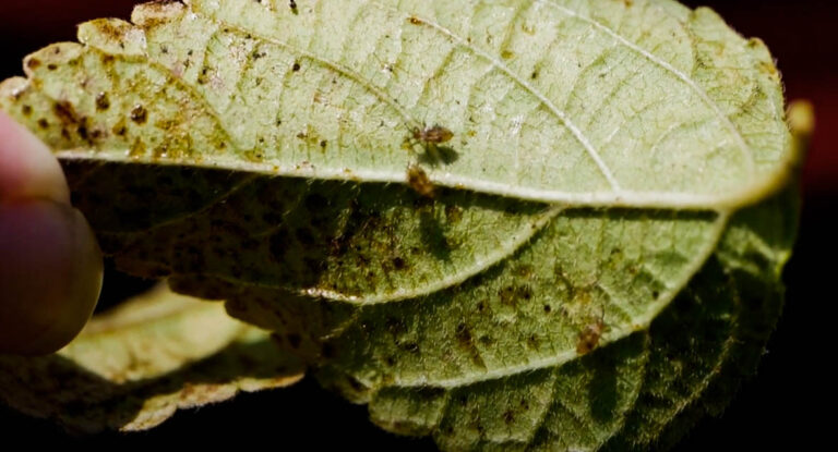 lace bugs on leaf
