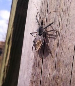 leaf footed bug1