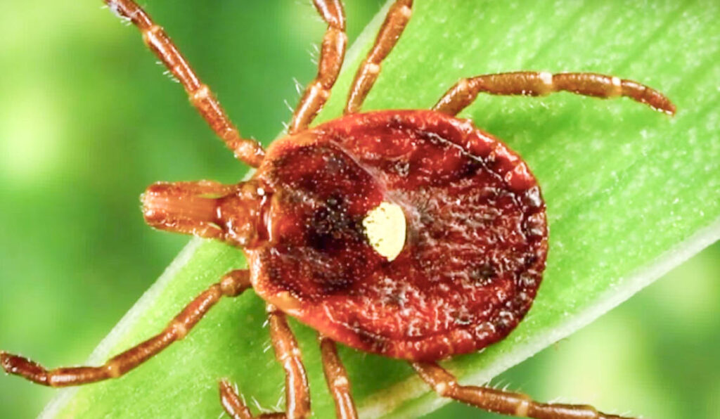 About Lone Star Ticks Pest Information 