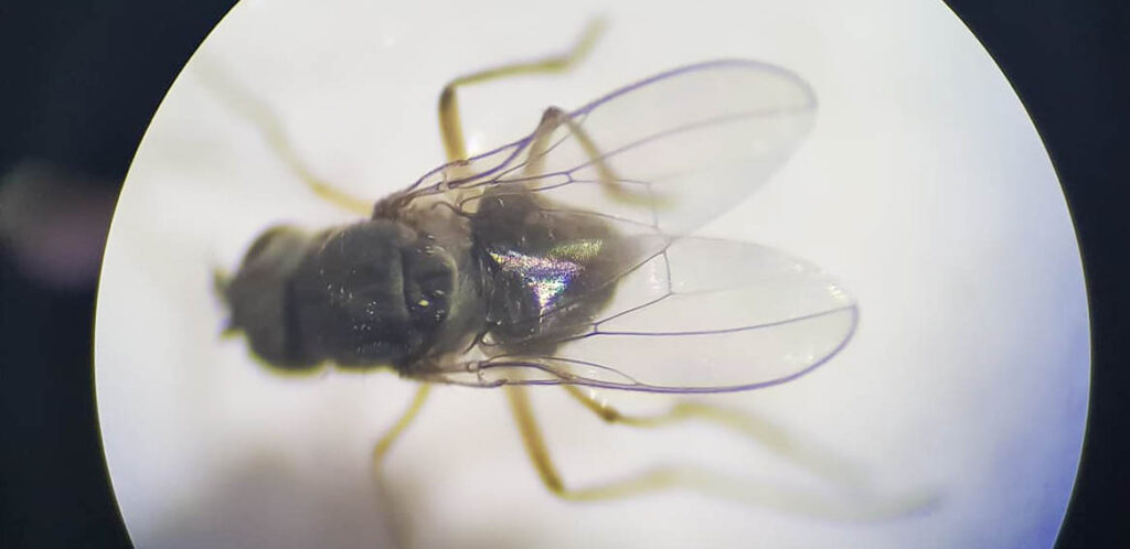 magnified fly