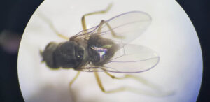 magnified fly