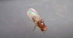 magnified fruit fly