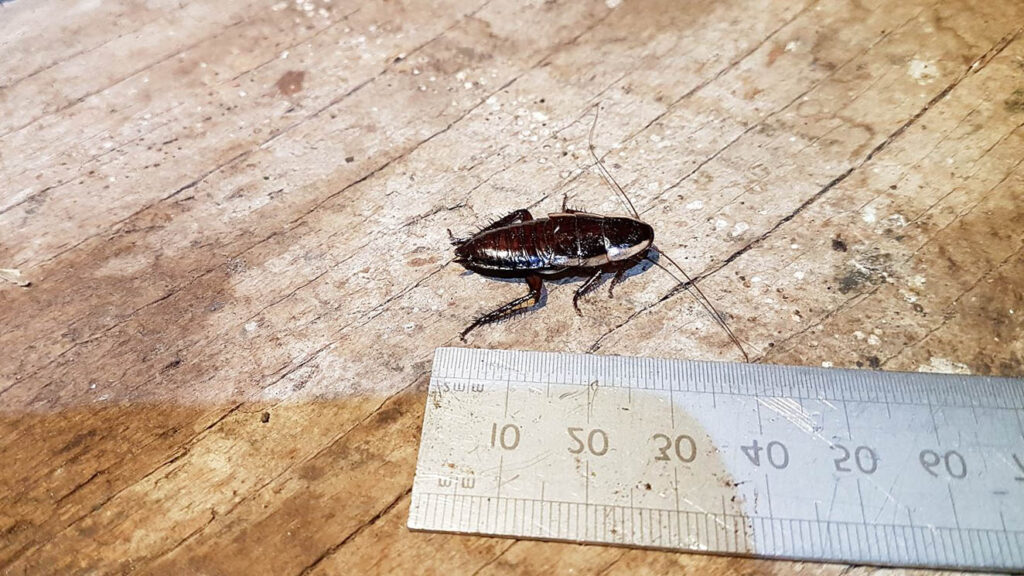 oriental cockroach size